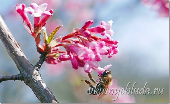 На этой фотографии видно, как трудолюбивая пчёлка не скупясь добавляет для нас в свой Мёд нектар и пыльцу цветущей Калины красной...