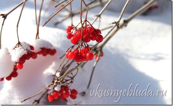 На этой фотографии - стойкая к холоду Ягода Калина красная, которая на морозе становится только слаще, сохраняя при этом всю свою полезность...